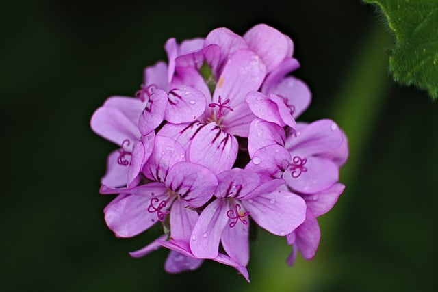 Jak przycinać geranium? Praktyczny poradnik